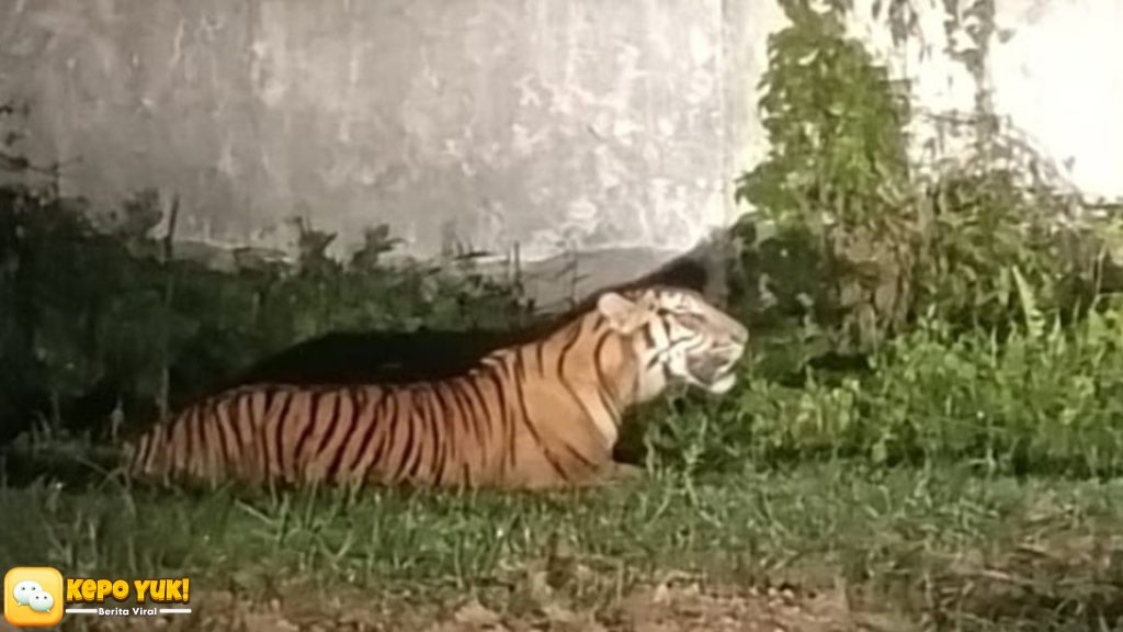 Harimau Masuk Pabrik Riau, Perusahaan Diminta Kurangi Aktivitas