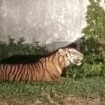 Harimau Masuk Pabrik Riau, Perusahaan Diminta Kurangi Aktivitas