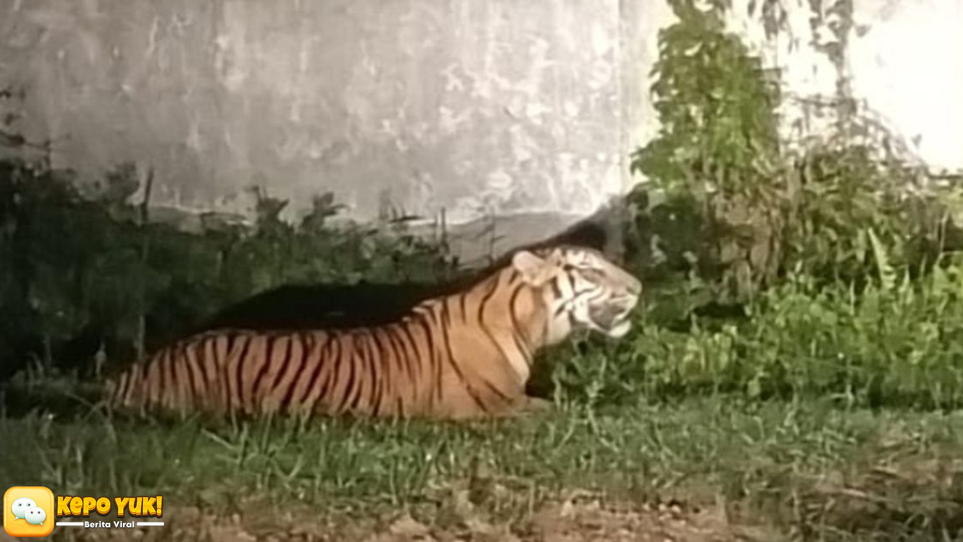 Harimau Masuk Pabrik Riau, Perusahaan Diminta Kurangi Aktivitas