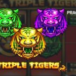 Gas Terus Main Triple Tigers di Rtp8000 Biar Saldo Meledak Besar