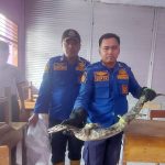 Biawak Berani Masuk Kelas SMKN 1 Madiun, Damkar Penyelamat
