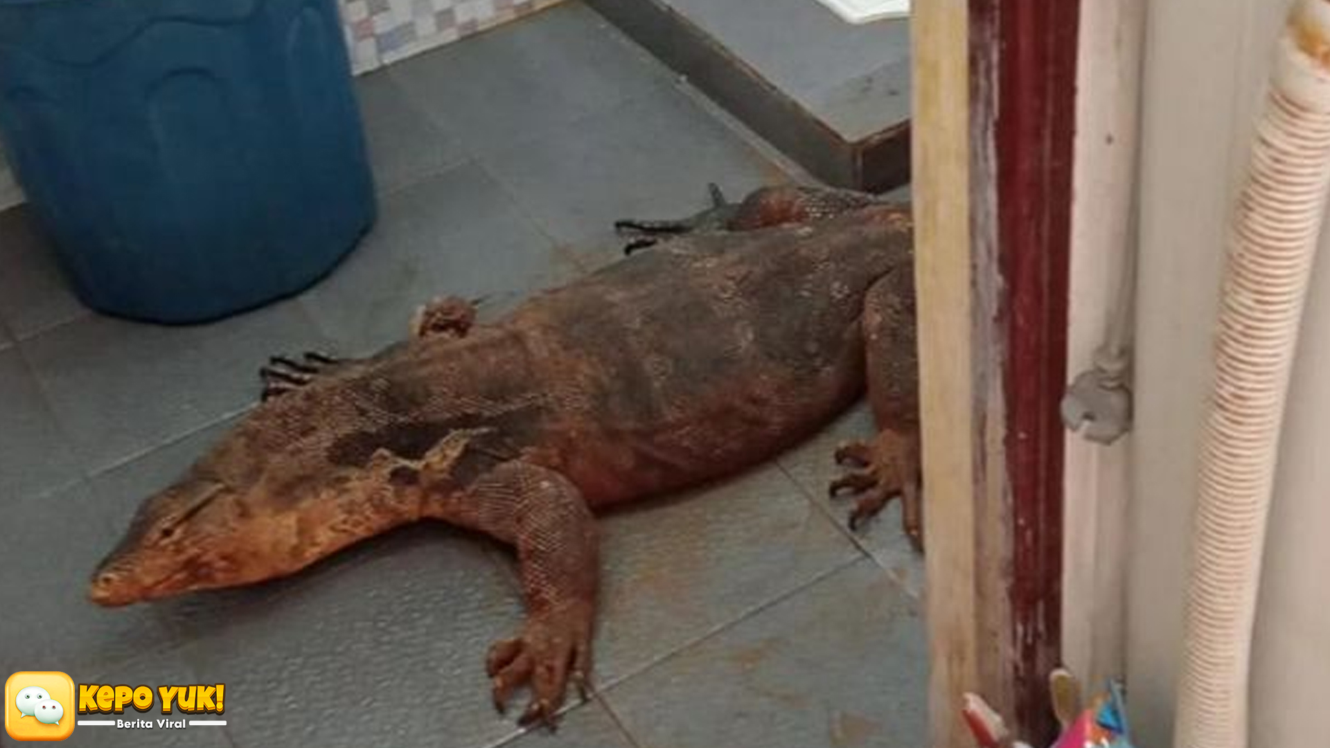 Biawak Berani Masuk Kelas SMKN 1 Madiun, Damkar Penyelamat