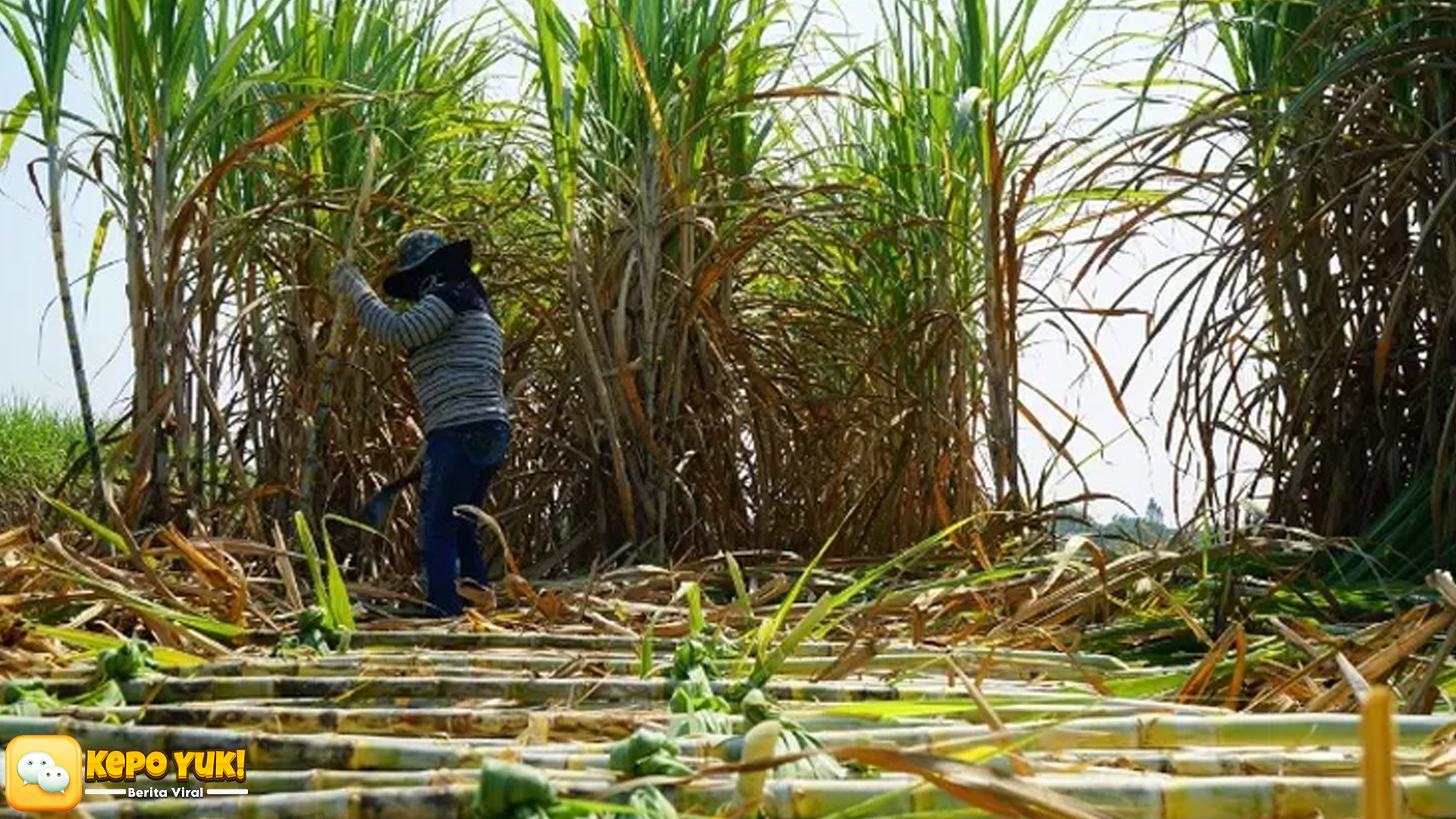 Madiun & Masalah Gula: Petani Menghadapi Tumpukan 6000 Ton