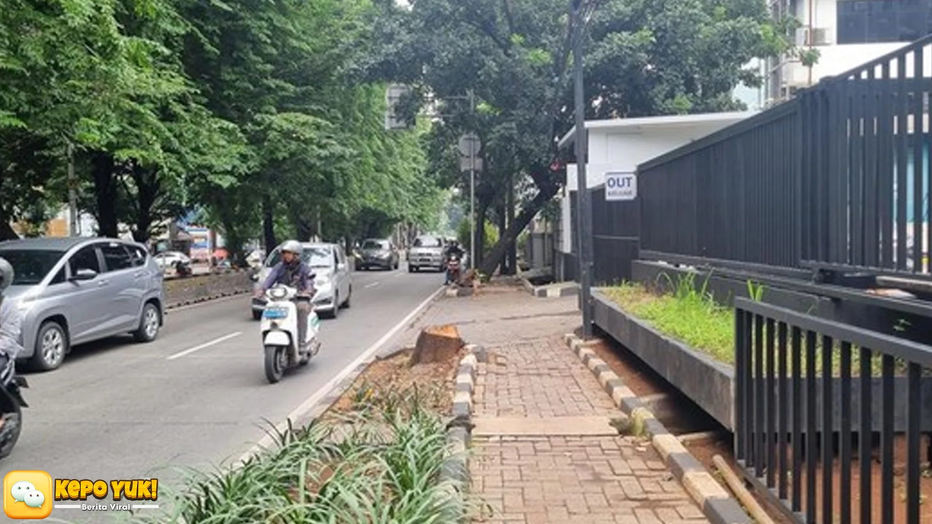 5 Fakta Menarik Tebang Pohon di Jalan Jaksel yang Libatkan ASN