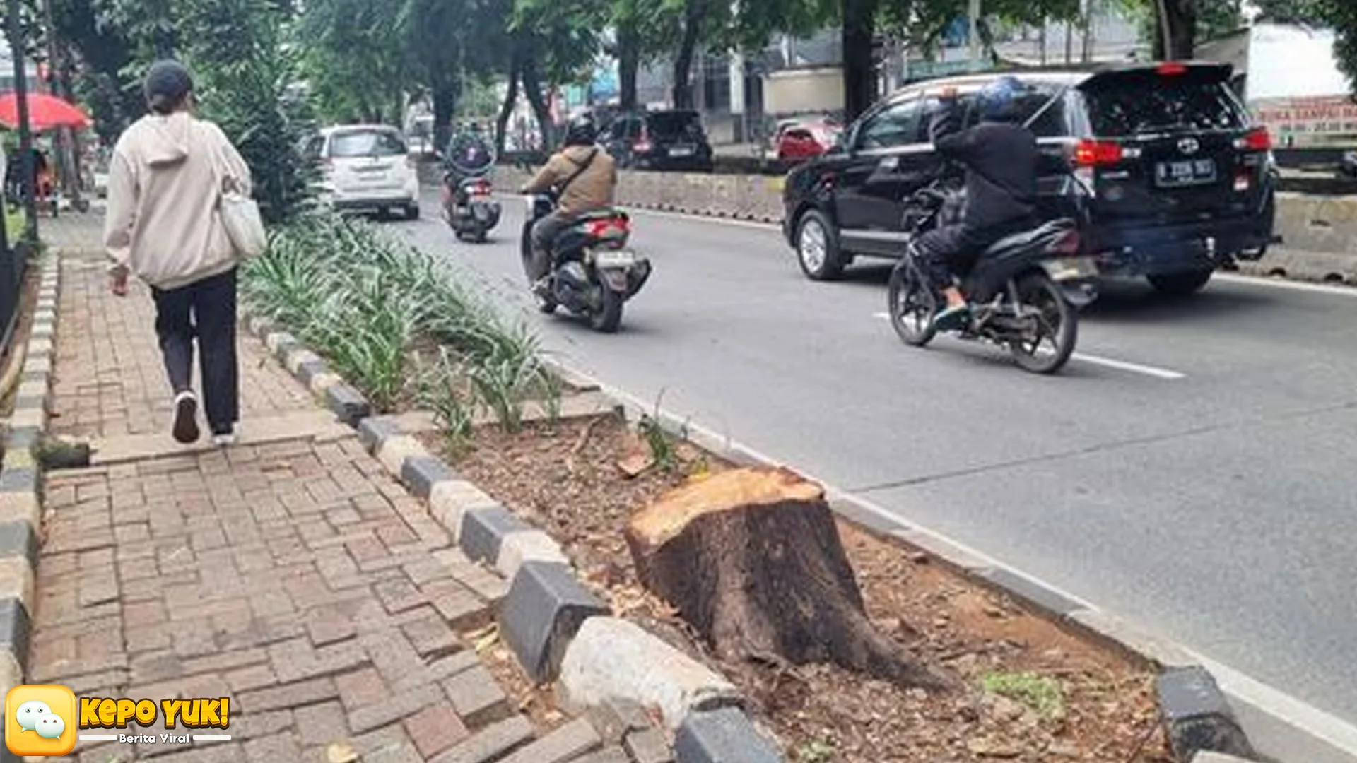 5 Fakta Menarik Tebang Pohon di Jalan Jaksel yang Libatkan ASN