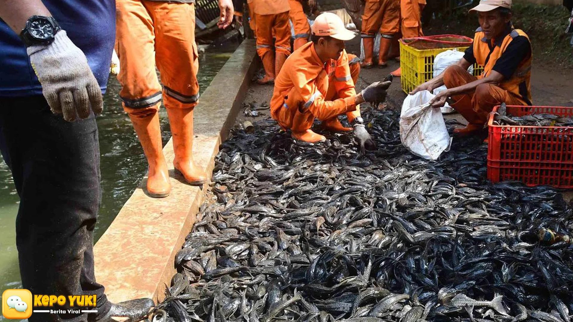 Satpol PP Gerak Cepat Amankan 5 Pria Pemburu Ikan Sapu