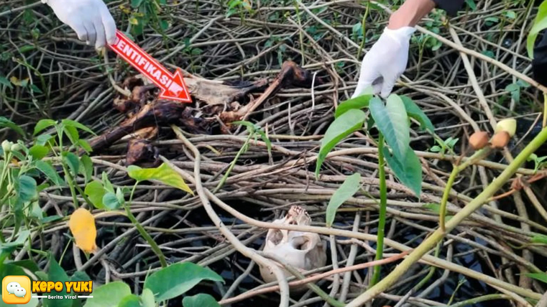 Watu Tumpuk Pati Digegerkan 4 Kerangka Manusia yang Tersembunyi