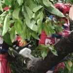 Cuaca Ekstrem Bekasi 5 Kecamatan Diterjang 31 Pohon Roboh